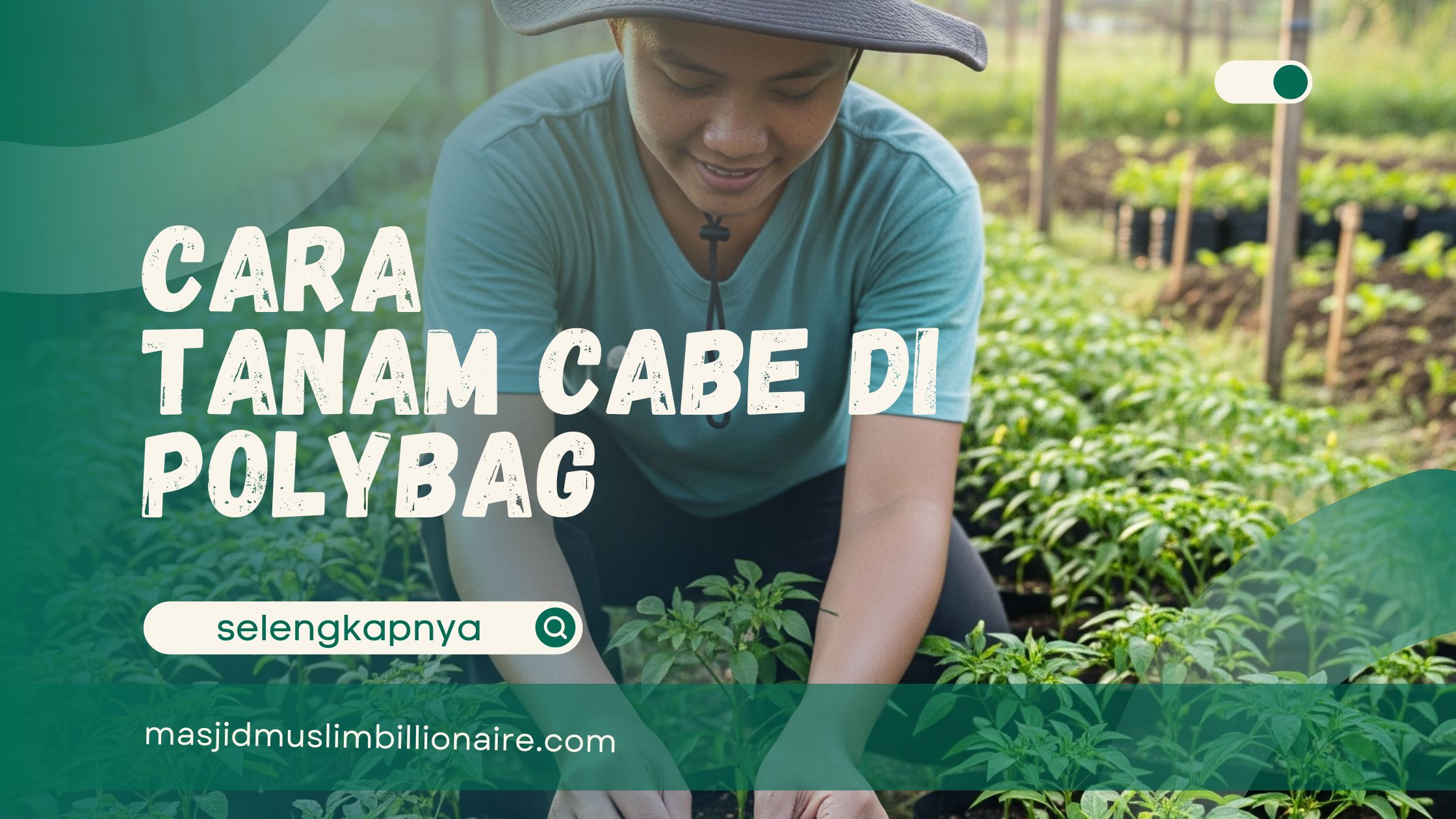 WAJIB TAHU!! MB FARM Bongkar Cara Tanam Cabe di Polybag – Tujuan Pemupukan dan Tempat Bibitnya!