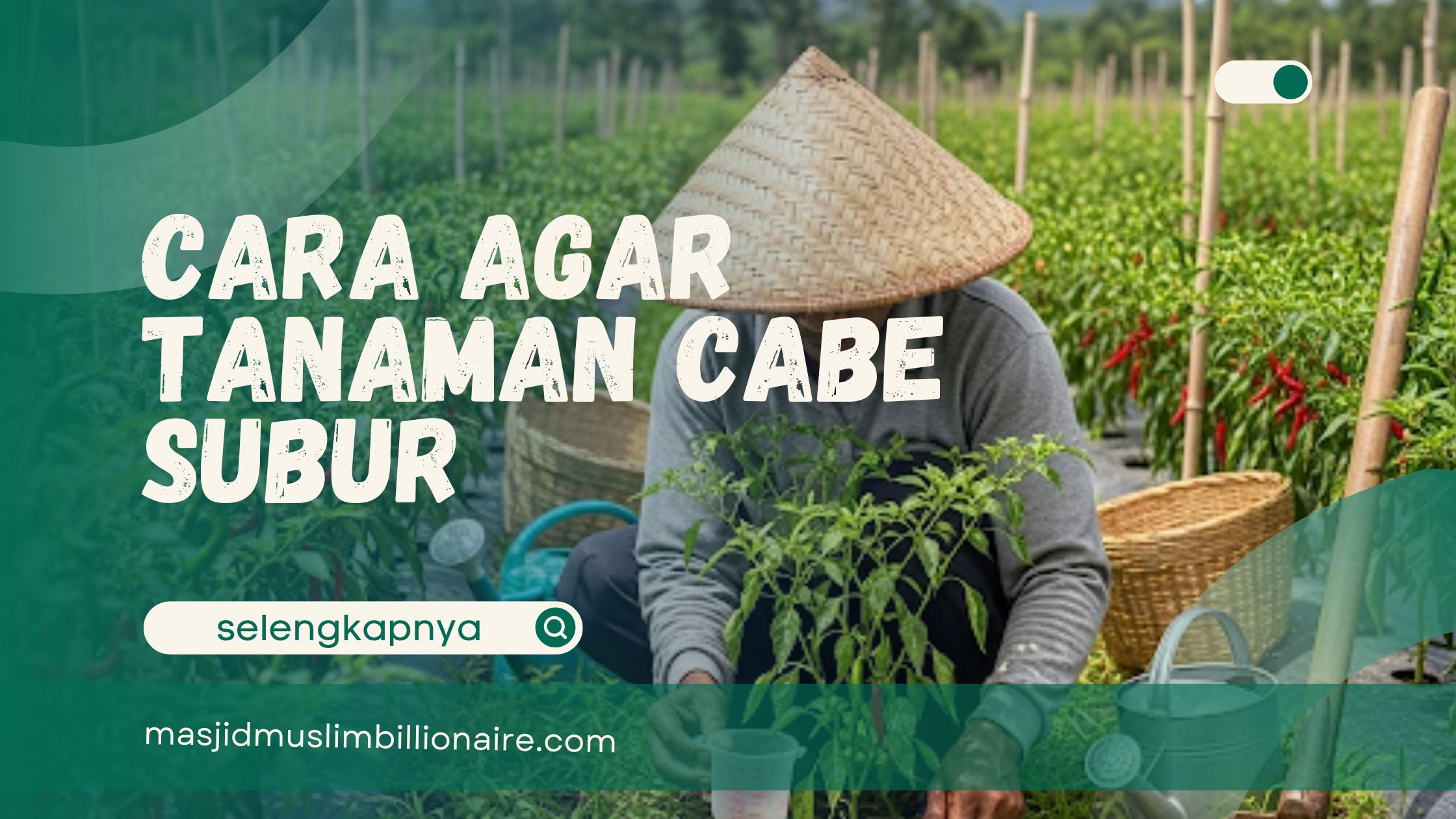 🟩 RAHASIA PETANI!! Cara Agar Tanaman Cabe Subur – Penjelasan Lengkap 5T Pemupukan