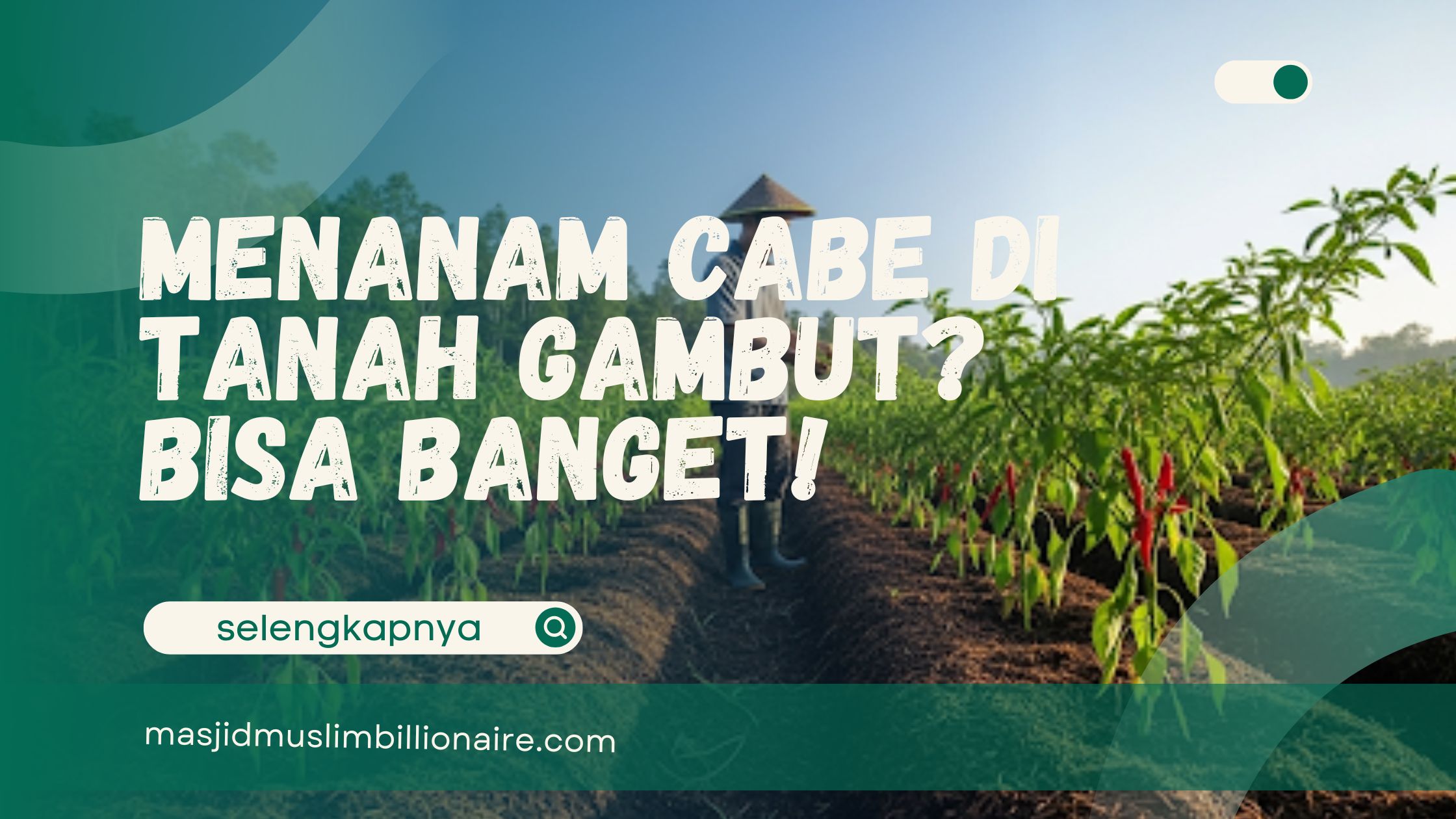 Menanam Cabe di Tanah Gambut? Bisa Banget! Ini Cara, Tips, dan Solusinya dari MB Farm