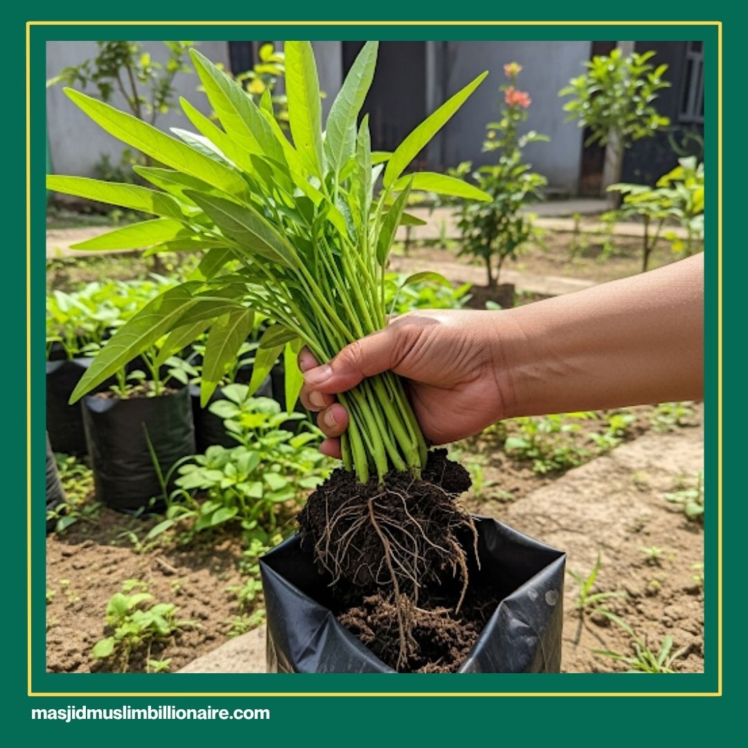 cara menanam kangkung cabut di pekarangan rumah