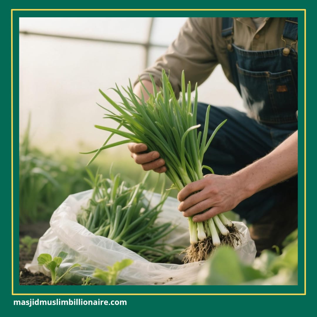 cara menanam daun bawang dari biji di polybag