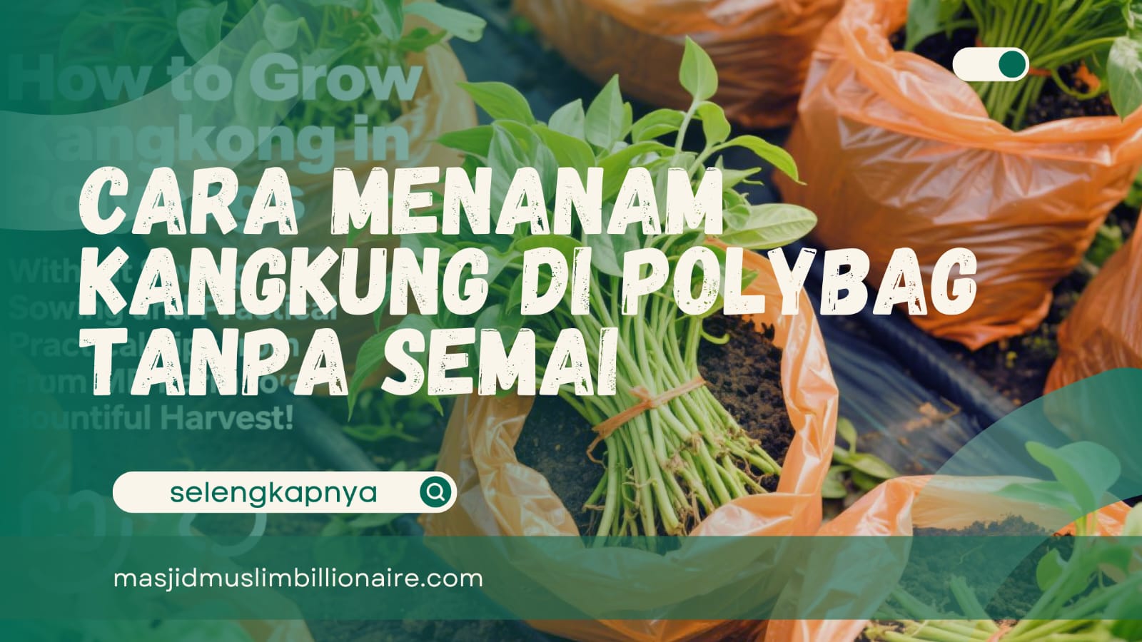 Cara Menanam Kangkung di Polybag Tanpa Semai