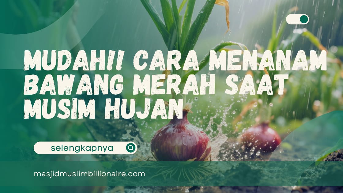 Mudah!! Menanam Bawang Merah Saat Musim Hujan