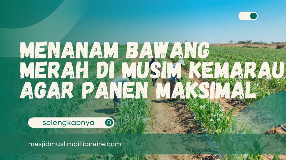 Cara Menanam Bawang Merah di Musim Kemarau, Panen Banyak!